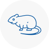 Rat Control Hoylake